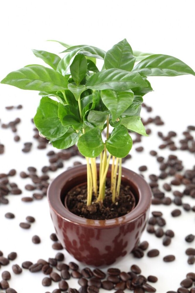 Как вырастить кофейное деревце дома