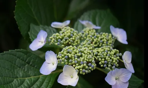 hydrangea anomala