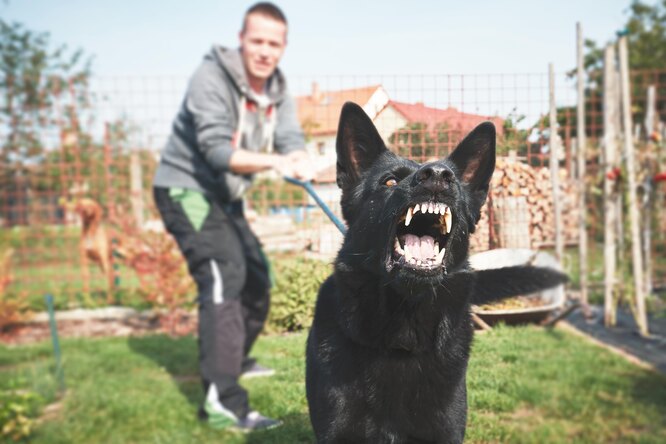 Агрессия у собак: почему проявляется и что с ней делать?