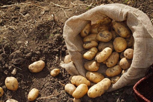 Почему картофель иногда чернеет после варки или жарки