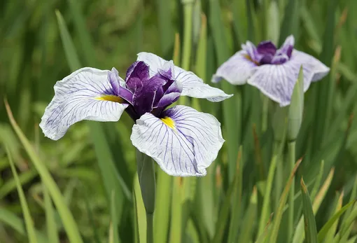 Iris ensata растёт в Японии, Китае, Корее и России