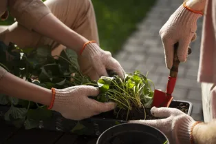 Психолог объяснила, как садоводство успокаивает нервы и душу