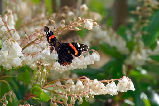 Бабочка на цветках пиериса японского