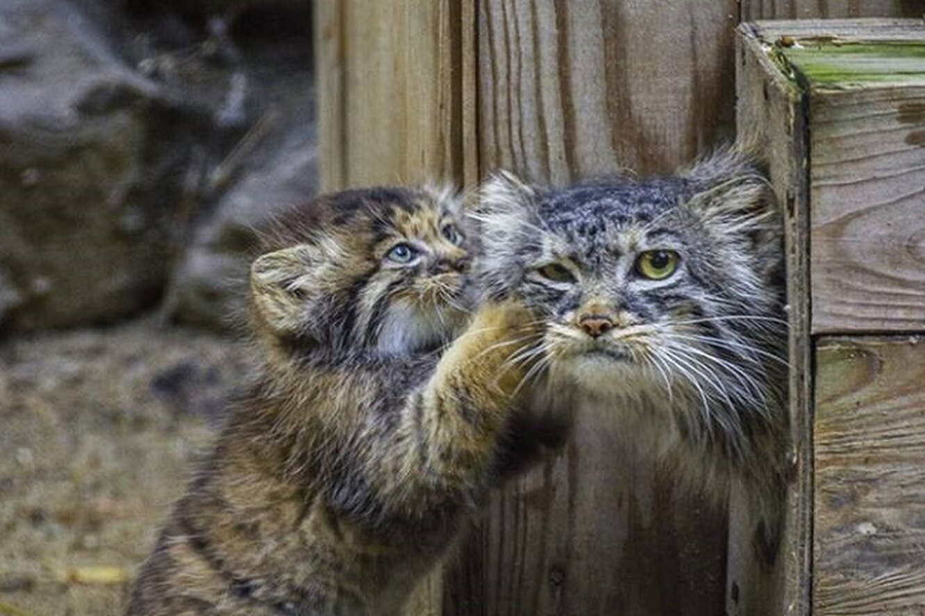 Кошки в зоопарке Новосибирска манулы