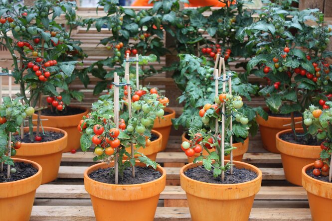Комнатные помидоры: зимний урожай