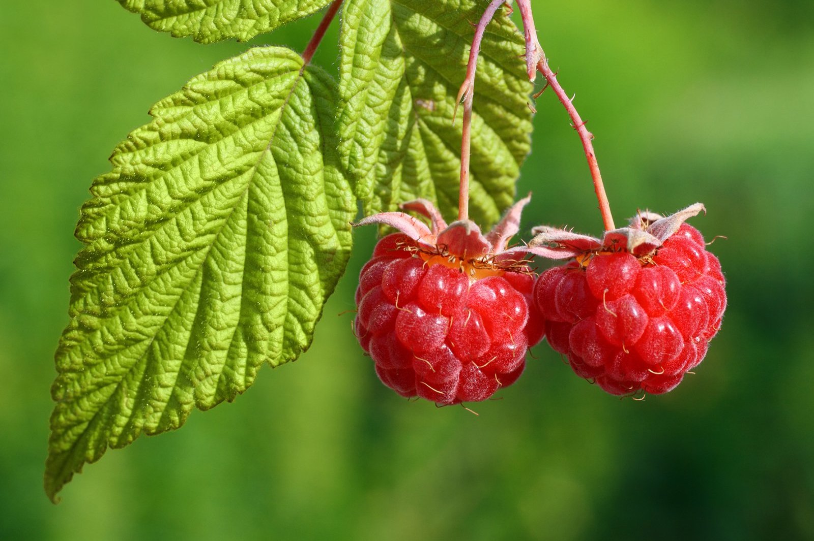 Малина фармакопея. Малина Rubus idaeus. Таежная малина. Малина ЛРС. Малина обыкновенная листья.