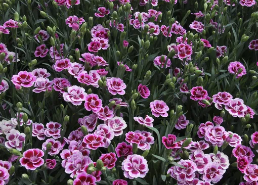 Dianthus caryophyllus