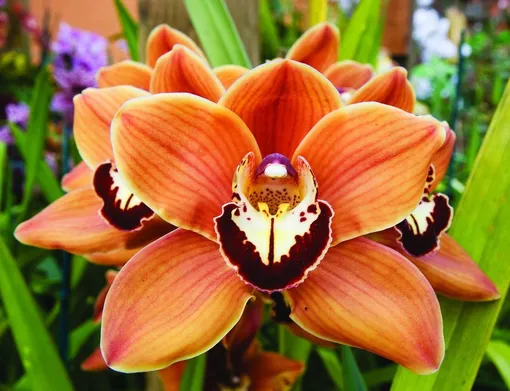 Цимбидиум (Cymbidium)