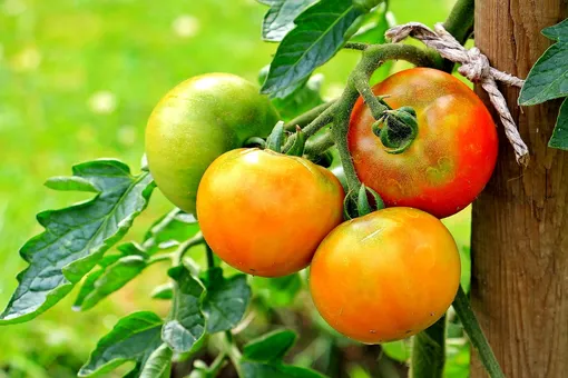 Чем подкормить помидоры, которые плохо растут | На грядке (gkhyarovoe.ru)