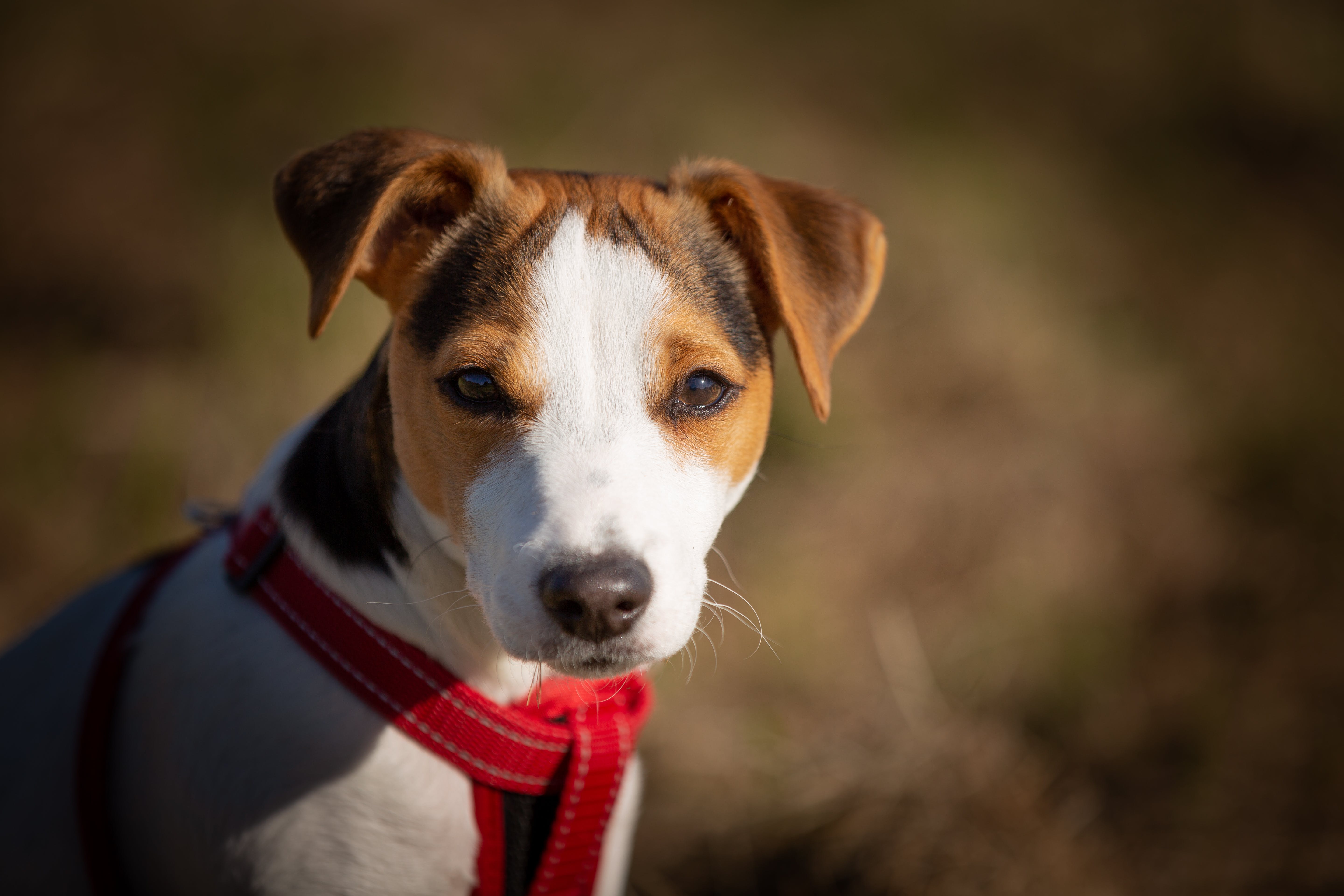 Собака не ест – почему у питомца плохой аппетит 🐶 и как ему помочь