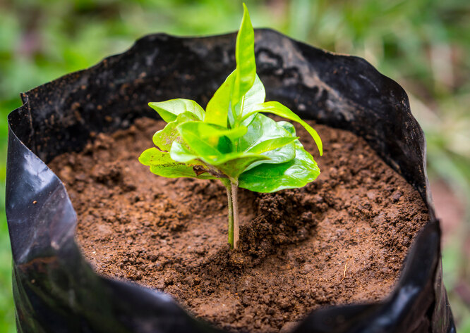 Можно ли вырастить дома кофейное дерево и как это сделать