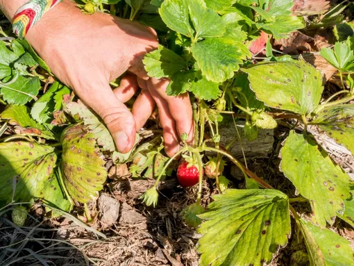 Осенью нельзя вносить на грядку с клубникой коровяк и куриный помёт