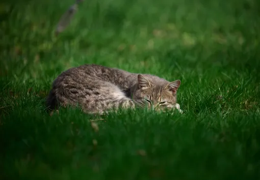 Котик на газоне