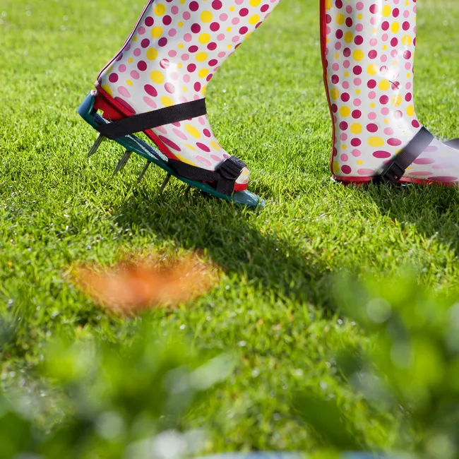 Не подсеивайте траву в лысый газон, пока не узнаете об этих правилах