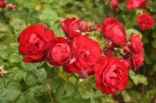 Правила ухода за розами после цветения: 4 тонкости, которые должен знать каждый садовод