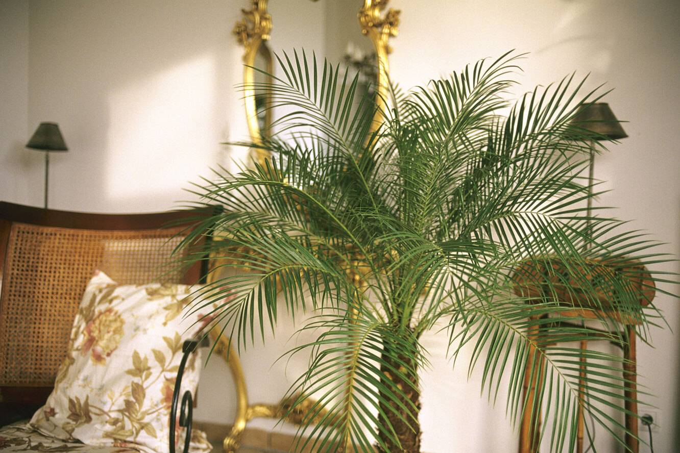 Листья финиковой пальмы в интерьере