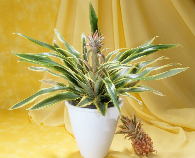 Комнатный цветок ананас - уход в домашних условиях | Фатера