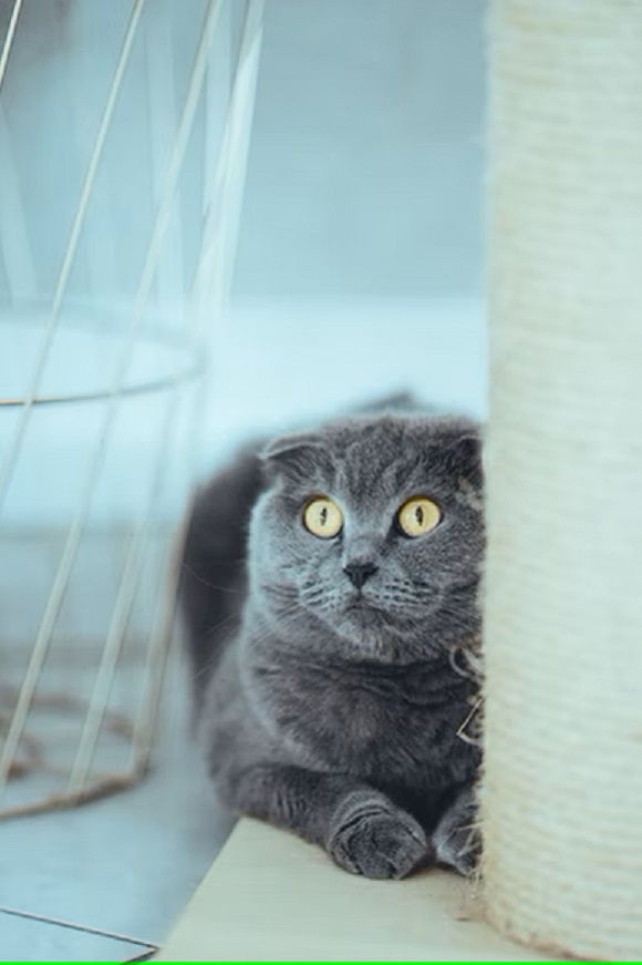 Остеохондродисплазия шотланских вислоухих кошек - статьи о ветеринарии «Свой Доктор»