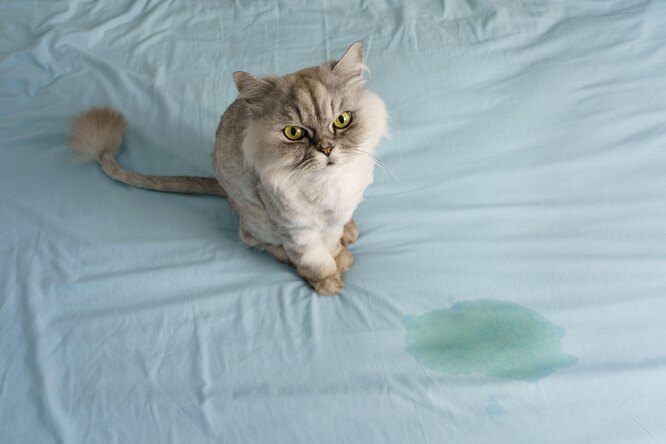 Кошка мочится на постель… Что делать?
