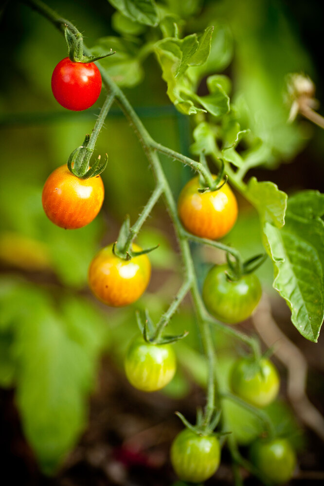 Почему огурцы и помидоры плохо растут в теплице: вы должны знать об этом