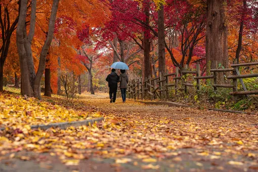 влюбленная пара идет под зонтом в осеннем парке