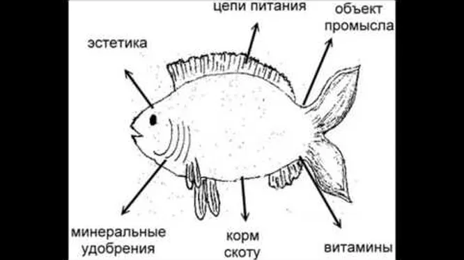 Нажми и смотри