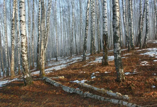 Лучшие места для сбора берёзового сока