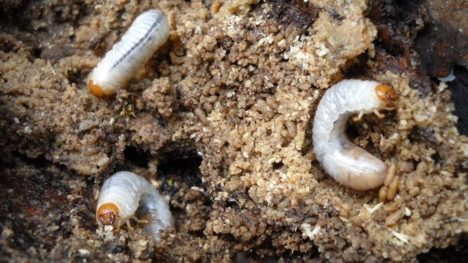 Как бороться с майским жуком на дачном участке: даем отпор прожорливым личинкам