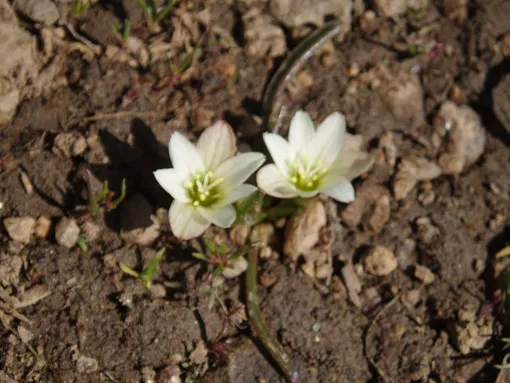 Левизия Невадская (Lewisia nevadensis)