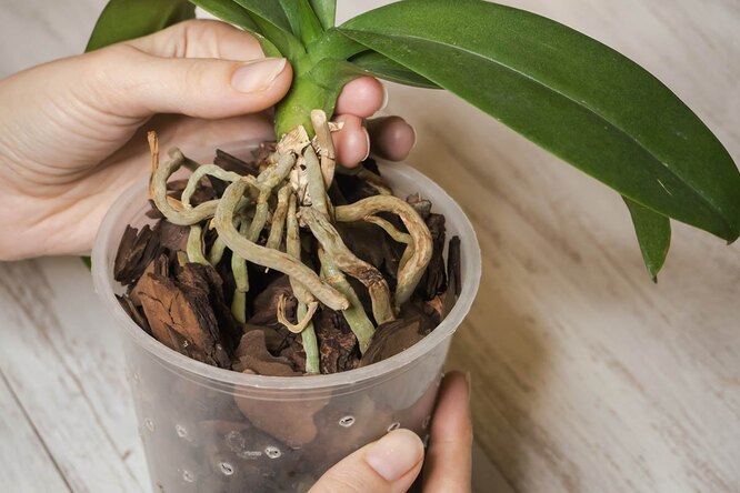 Почему у орхидеи сохнут корни: спасаем растение правильно