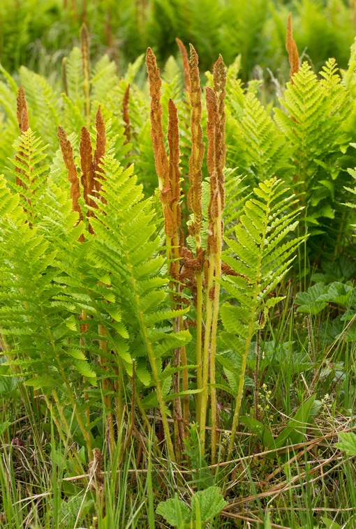 Осмунда коричная Osmunda cinnamomea