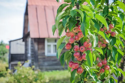 Обрезка на «перевёрнутый конус»