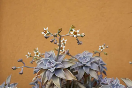 Граптопеталум парагвайский, или каменный цветок с цветами
