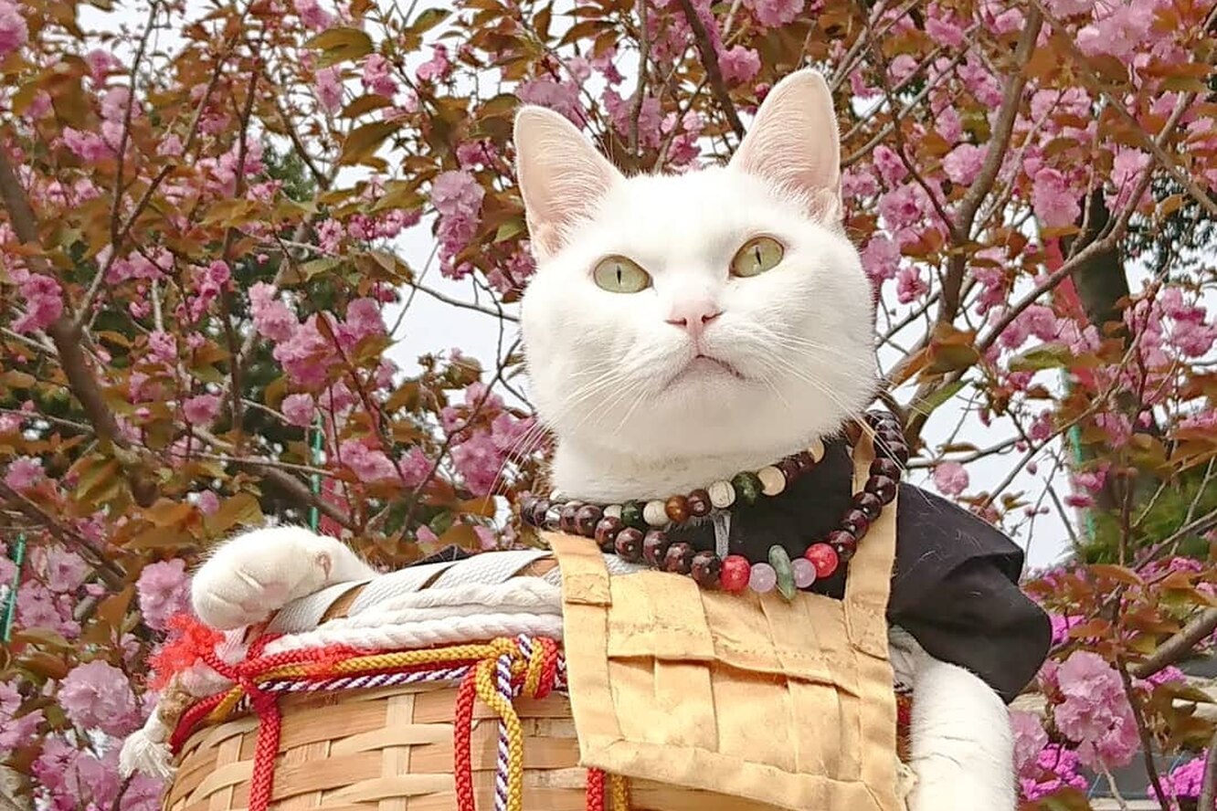 День кошки в Японии