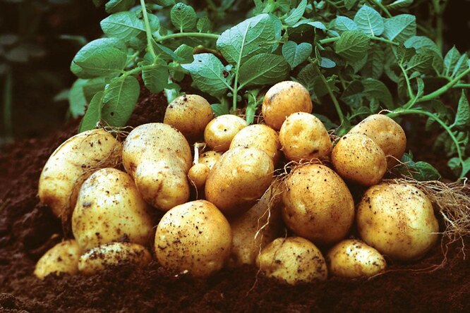 Парша на картофеле : как лечить, причины и устойчивые сорта