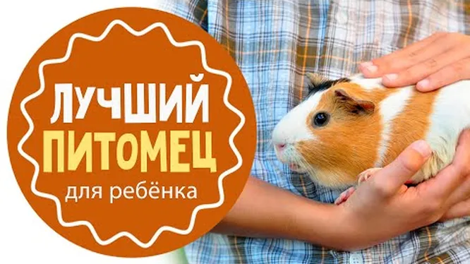 Нажми и смотри