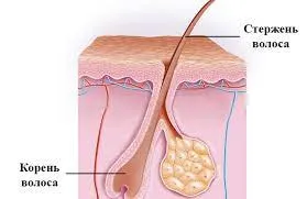 структура корня волоса