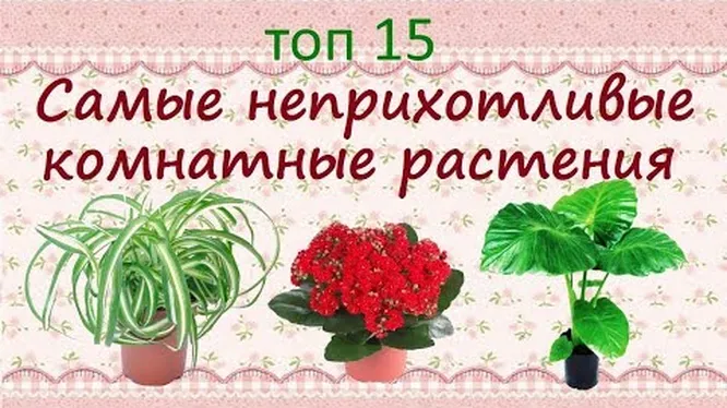 Нажми и смотри