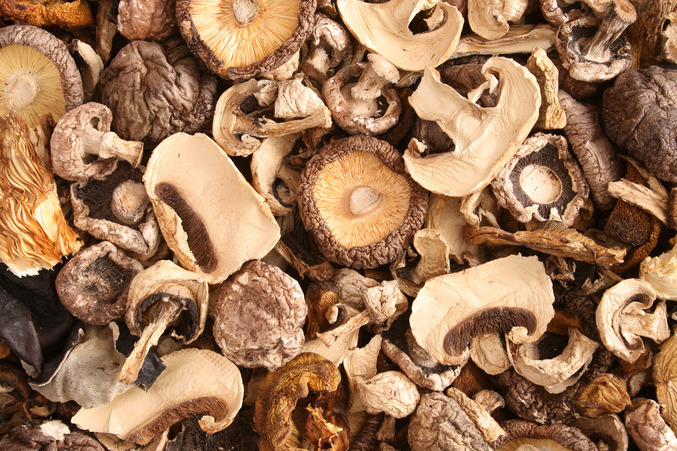 Как правильно сушить грибы в домашних условиях: простые советы