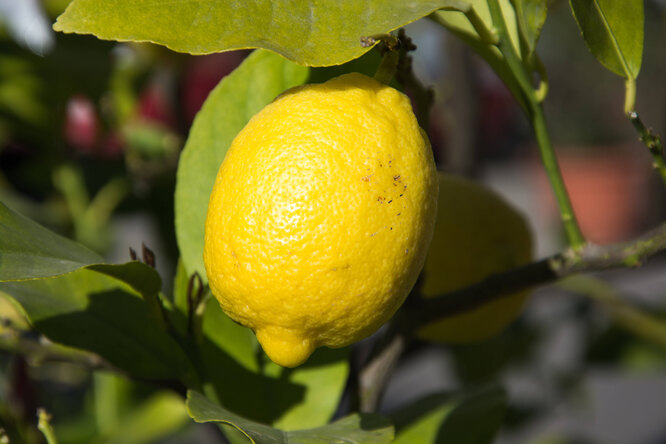 Виды болезней и вредители лимона и их лечение