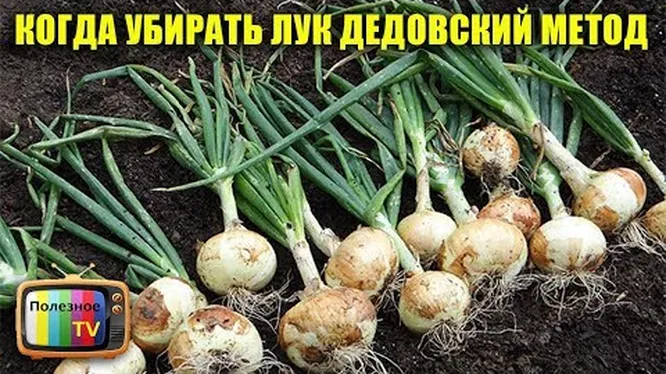 Нажми и смотри