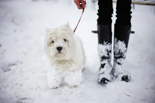 Чтобы снег не налипал на лапки, стригите собаке когти и удаляйте шерсть между пальцами .