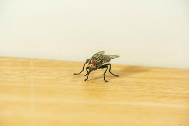 Нужно ли бороться с мухами и почему