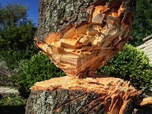 Срубленное дерево