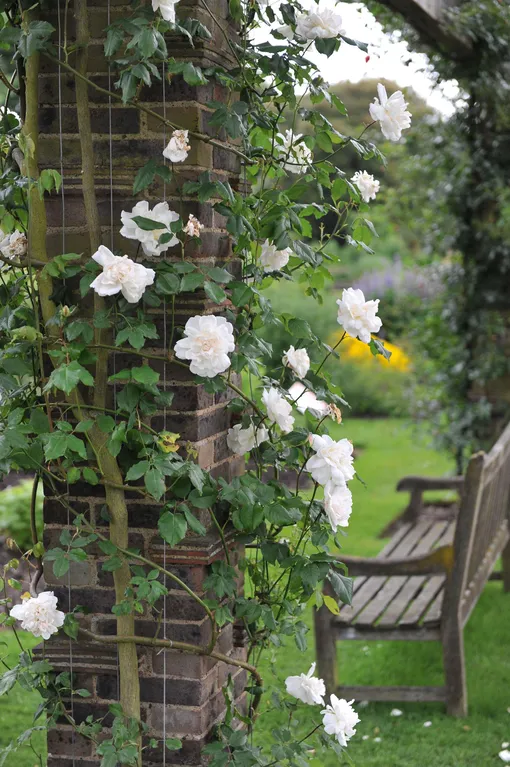 Розовый куст белой розы Мадам Альфред Карье, обвитый вокруг столба террасы
