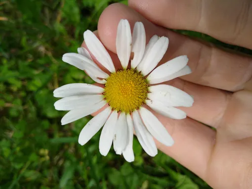 Нивяник обыкновенный (Leucanthemum vulgare)