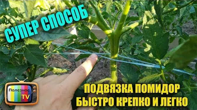 Нажми и смотри