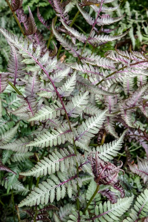 Кочедыжник Athyrium niponicum Red Beauty