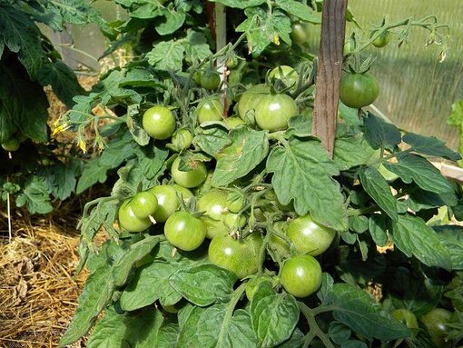 Когда высаживать рассаду помидоров в открытую почву в 2023 году