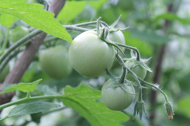 При переизбытке бора куст увядает